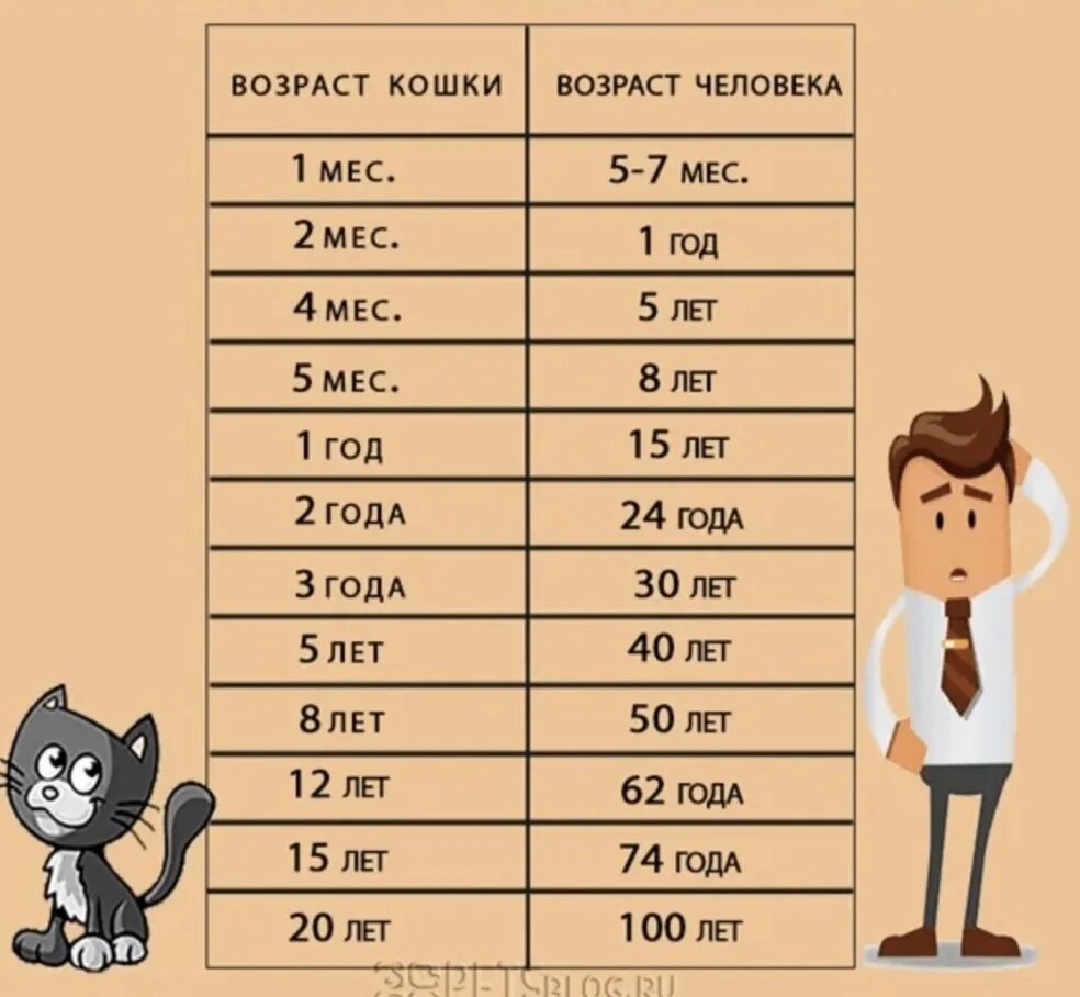 Какого года человек если ему 16. Соотношение кошачьего и человеческого возраста таблица. возрастная таблица кошки и человека. кошачий возраст на человеческий таблица. возраст кошки и человека соотношение таблица.