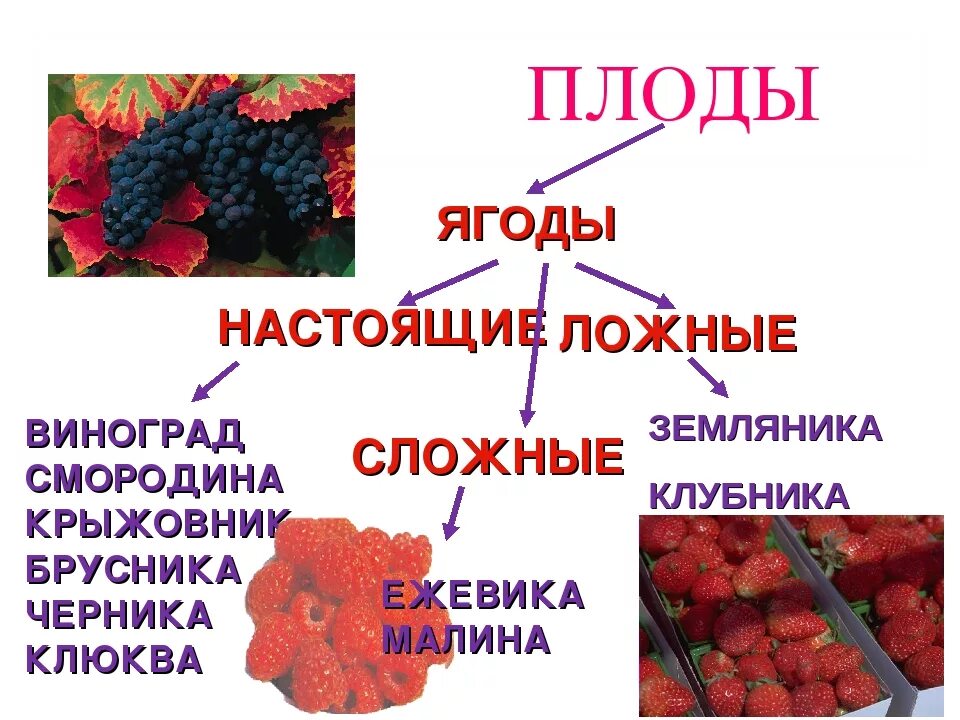 Ягода части слова. Классификация ягод. Ягоды классификация ягод. Ягода классификация плода. Настоящие и ложные плоды.