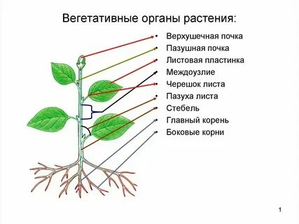 Корень это генеративный орган