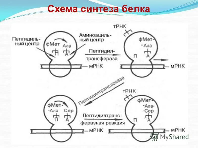 Трансляция этапы синтеза белка биохимия. Схема инициации синтеза белка. Схема этапы синтеза белка биохимия. Схема этапы синтеза белка рибосомы. 5 этапов синтеза белка