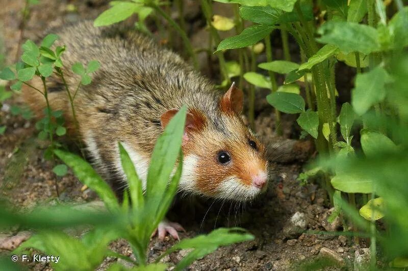 Обитания хомяков. Cricetus Cricetus хомяк. Крымский хомяк дикий. Крымский Степной хомяк.