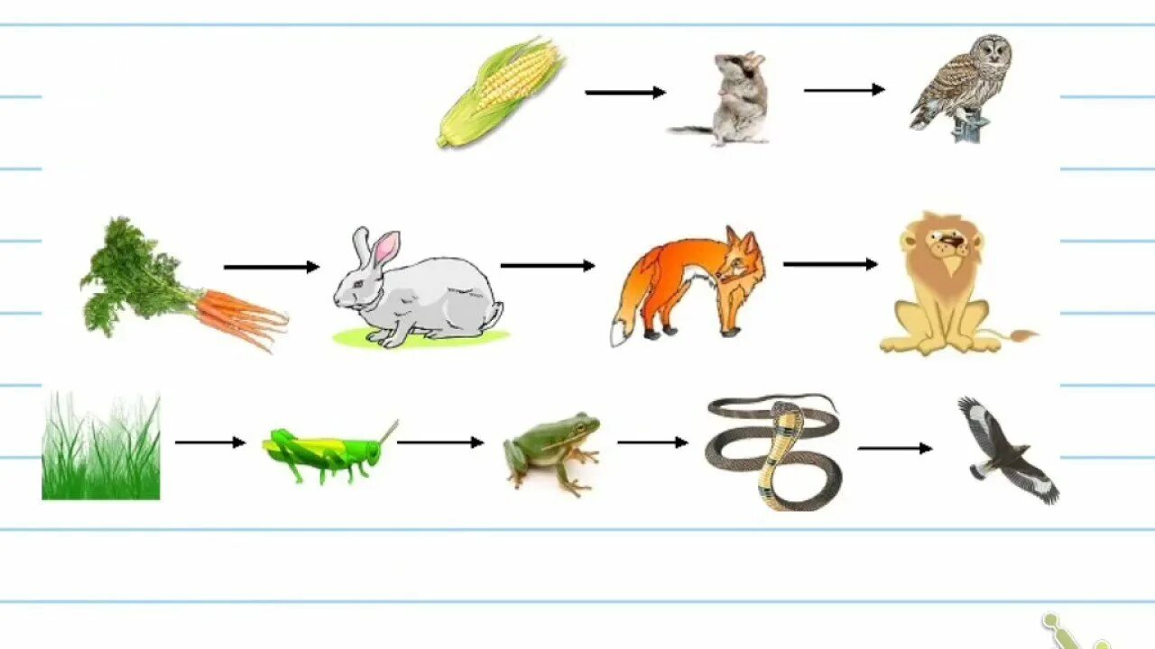 Составить цепи питания окружающий мир. Пищевые Цепочки 2 класс окружающий мир. Пищевая цепочка по окружающему миру 3 класс. Пищевая цепочка леса. Цепочки питания для дошкольников.