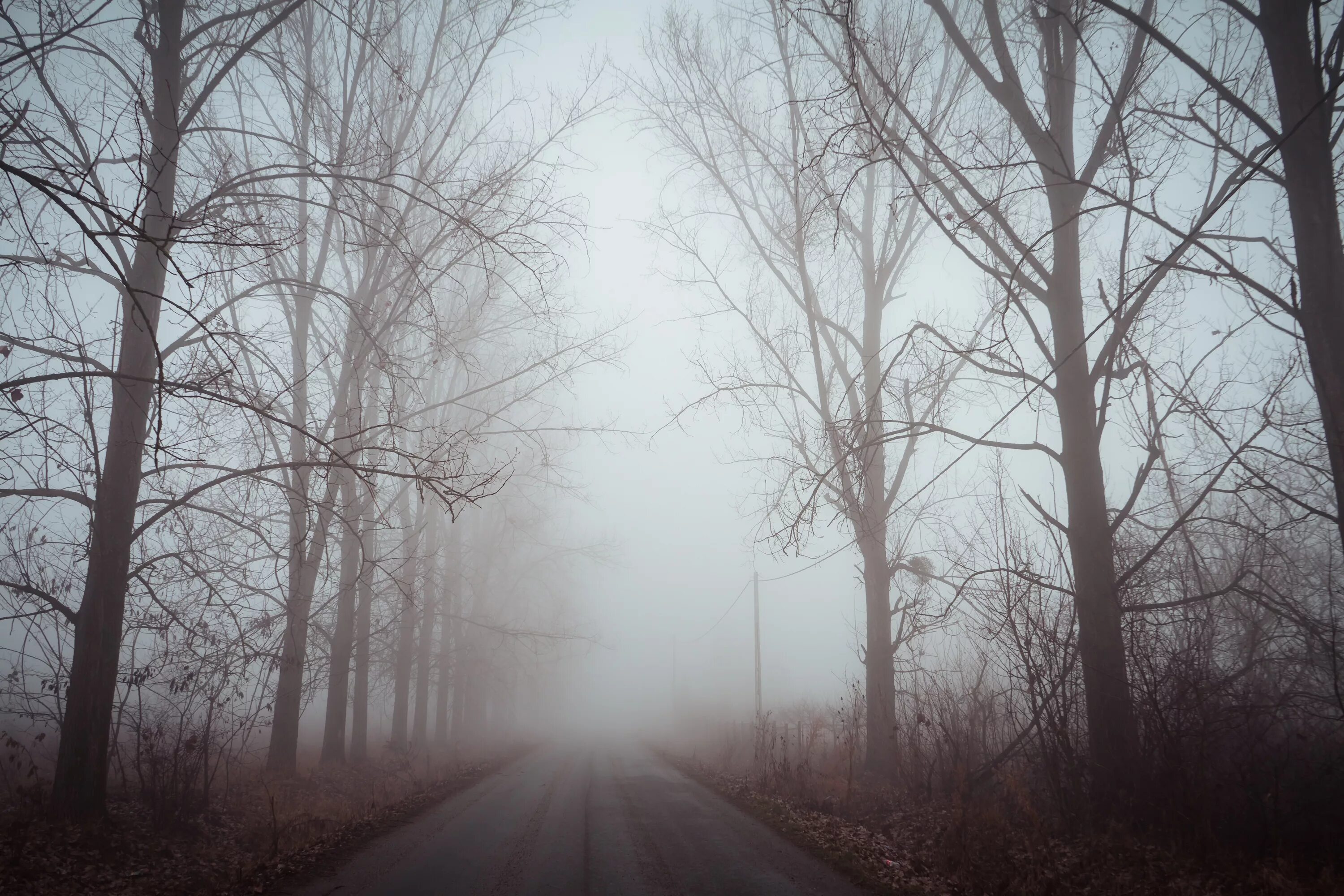Полна тайн хмурая тишина зимнего. Туман. Деревья в тумане. Мгла природа. Мгла туман.
