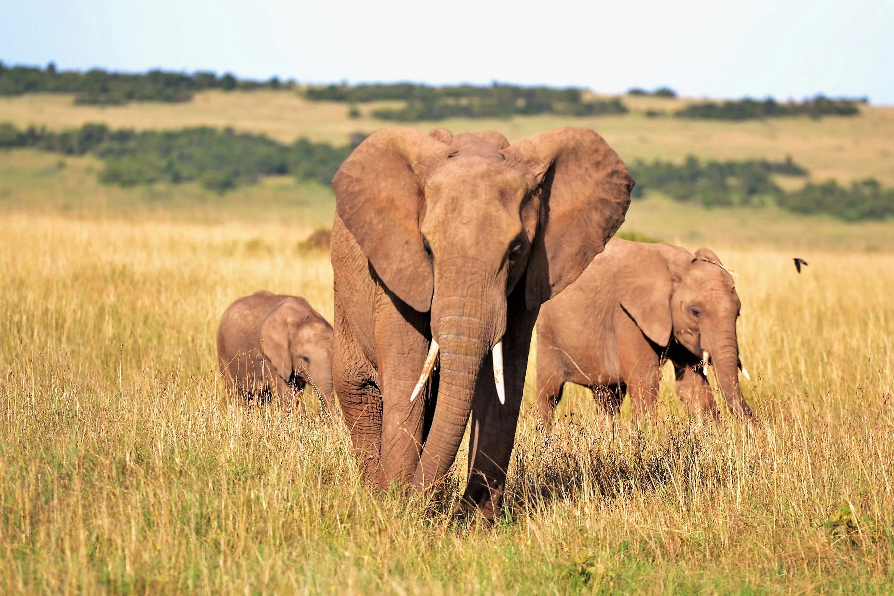Слоны какой слон крупнее. Животные Африки Африканский слон. Африка слоны Саванна. Красивые слоны.