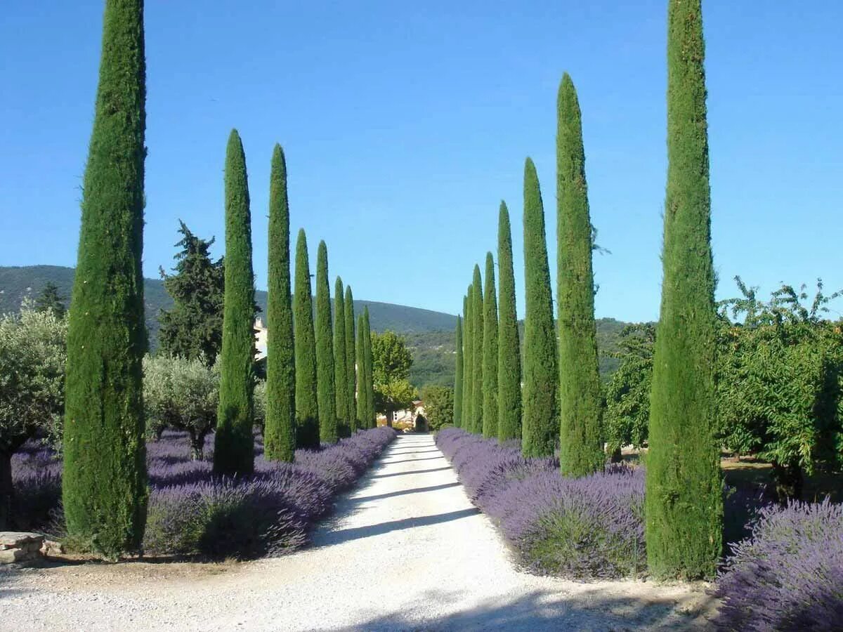 Кипарис вечнозеленый Крым. Кипарис Аполлон вечнозеленый. Кипарис Cupressus sempervirens. Пирамидальный Кипарис в Крыму. Кипарис что это