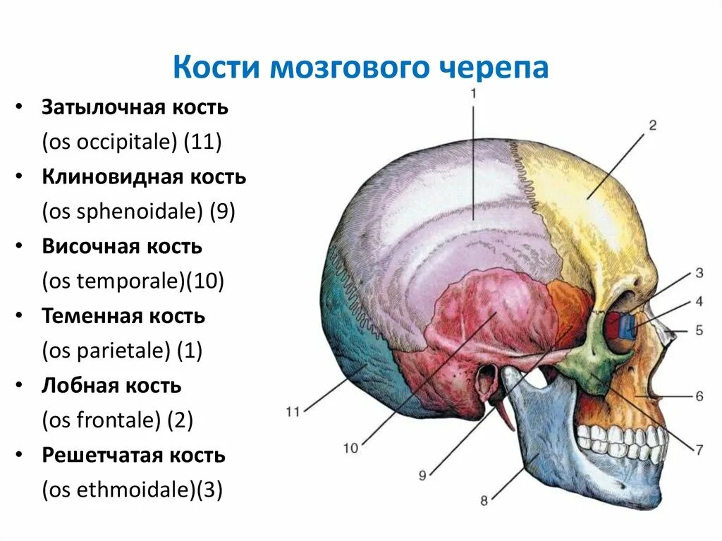 Мозговой отдел черепа кости соединение. К Мозговому отделу черепа относятся кости. Строение костей мозгового отдела черепа человека. Кости мозгового отдела черепа таблица. Парные кости мозгового отдела черепа: (височная, теменная).
