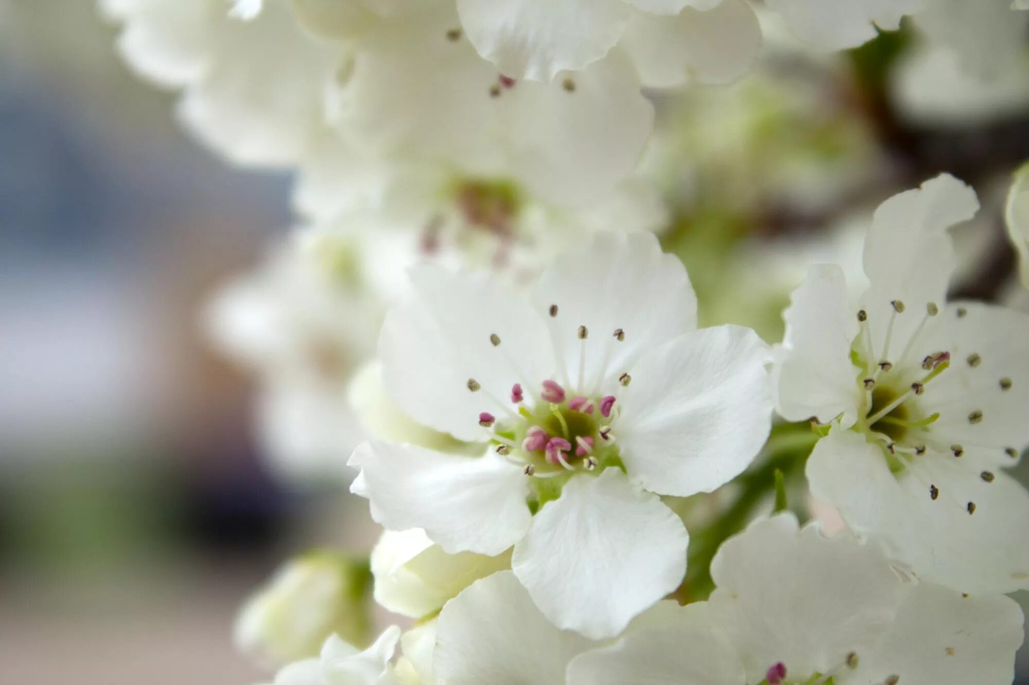 White blossoms. Яблоневый цвет. Цветущая яблоня. Яблони в цвету.