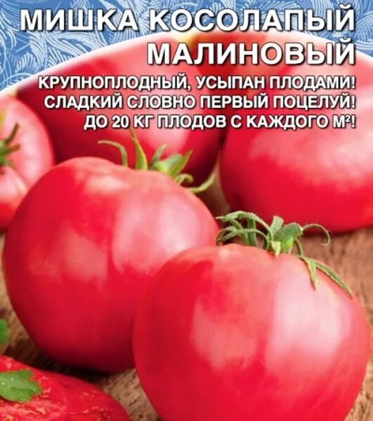 Мишка косолапый томаты описание сорта фото