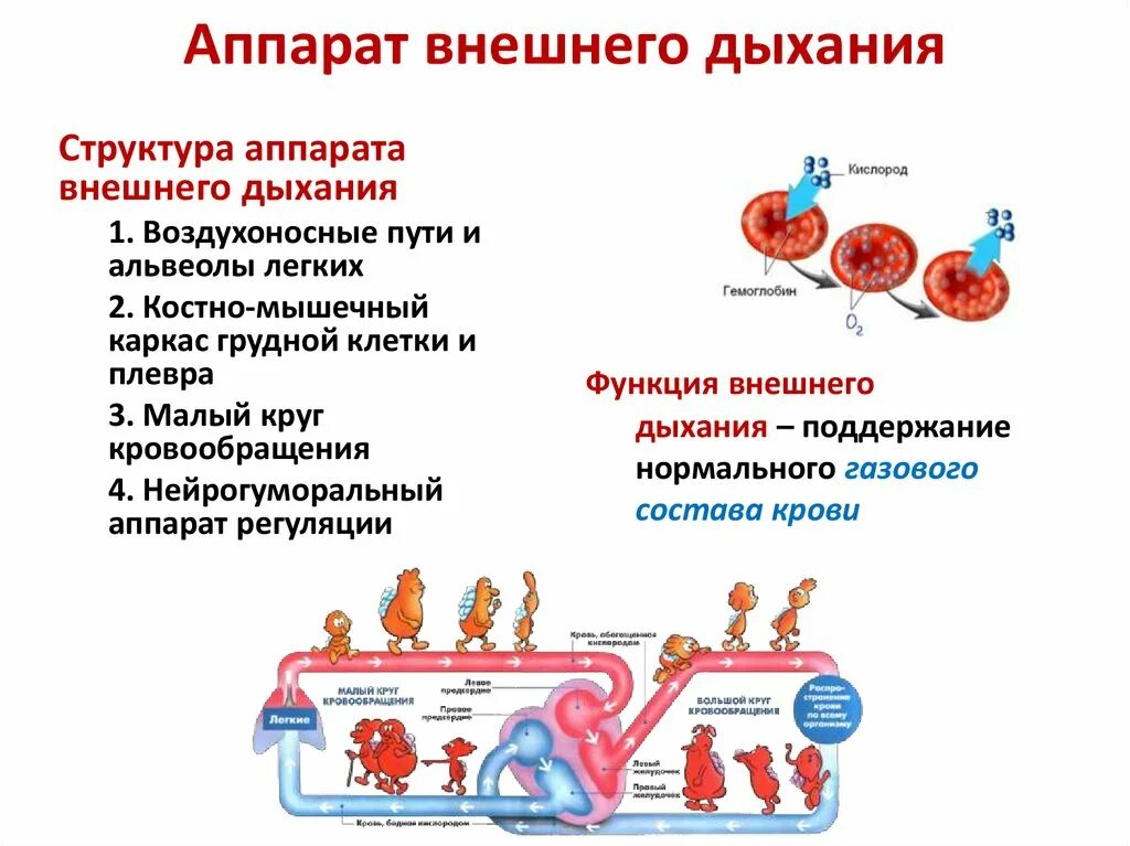 Функция дыхательного аппарата. Аппарат внешнего дыхания. структура и функция аппарата внешнего дыхания. аппарат внешнего дыхания физиология. возможности аппаратов внешнего дыхания..