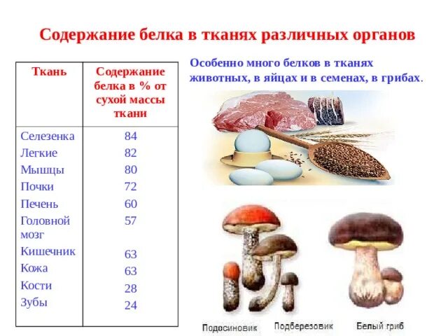 Сколько воды в сушеных грибах. Содержание белков в грибах. Грибы это белок. Белок в грибах и мясе. Грибы белок содержание.