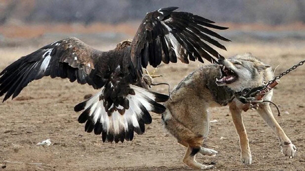 Орел беркут с человеком. Орел нападает на человека. Бургут хакида. Орлы нападают на людей. Орел нападает на человека.