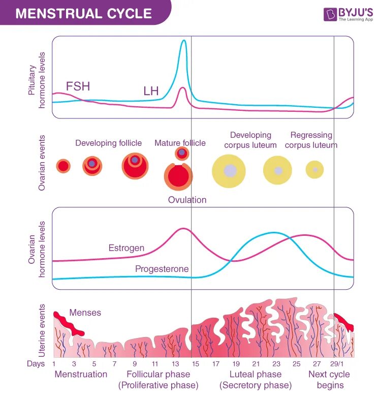 Как правильно считать менструационный цикл. Менструальный цикл. Menstrual Cycle. Фазы менструального цикла таблица. Фазы менструал цикла.