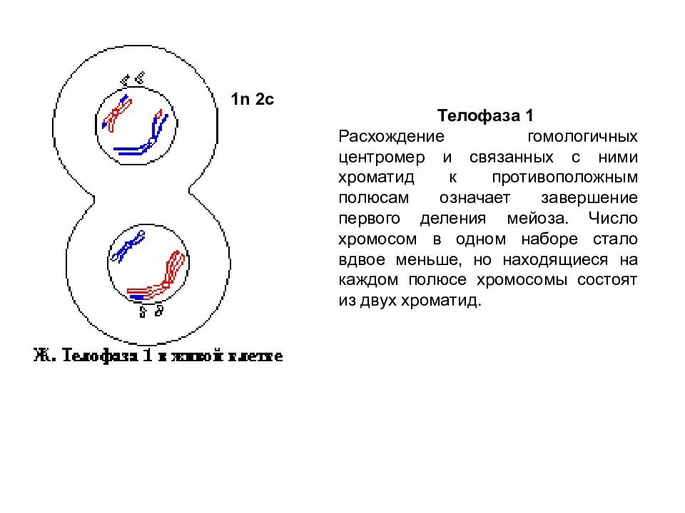 Набор хромосом в телофазе мейоза 1