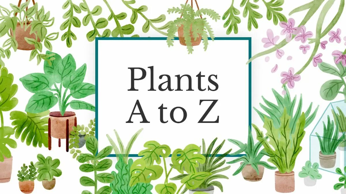 Plant names. Plants with names. The Plant list. Plants in English. Plants english