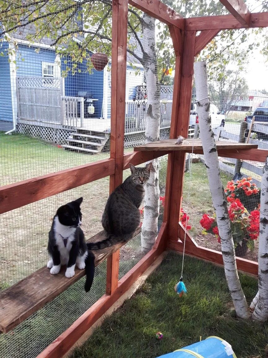Игры детский сад для кошек. Кошачий сад. Кошка для детского сада. Котов в саду. Садик для котов.