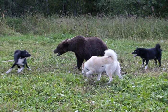 Лайка с медведями. Западно Сибирская лайка медведь. Охотничья собака на медведя. Лайка охотничья.