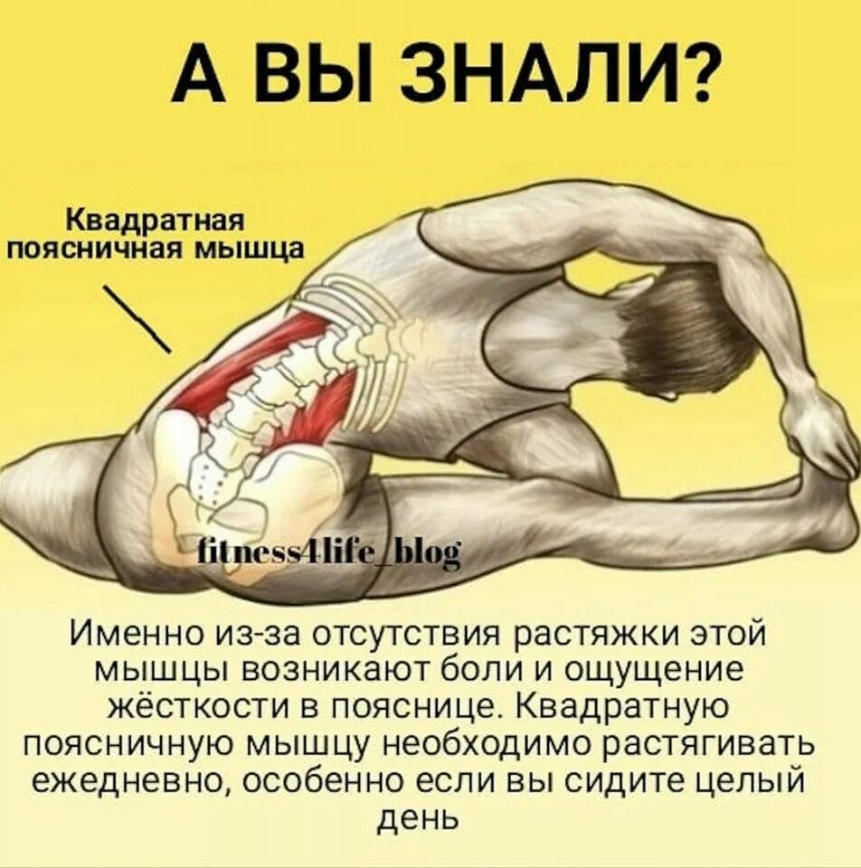 Почему дергается мышца. Растягивание квадратной мышцы поясницы. квадратная мышца поясницы упражнения. растяжка квадратной мышцы поясницы. растяжка квадратной мышцы поясницы упражнения.