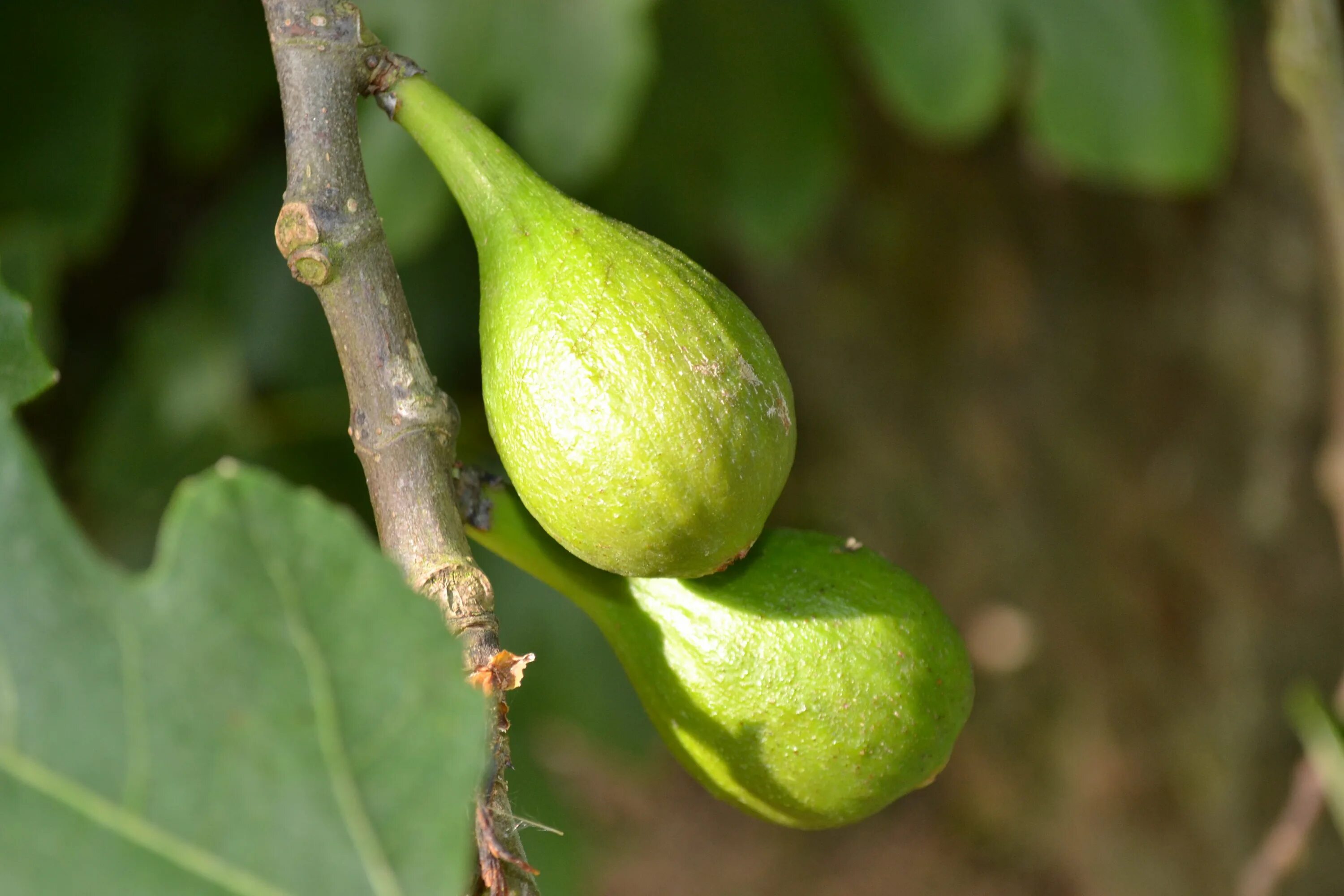 Инжир обыкновенный. Инжир обыкновенный (Ficus carica). Фикус Карика. Карика дуболистная.