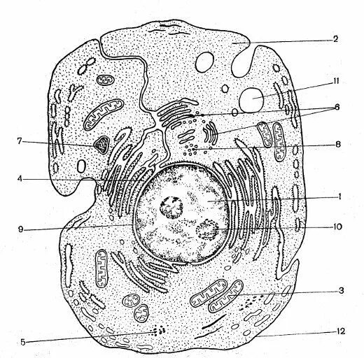 Рассмотрите изображение клетки и выполните задания. Строение эукариотической клетки животного схема. Строение эукариотической клетки без подписей. Схема эукариотической клетки животного. "Строение клетки эукариот. Органоиды"..