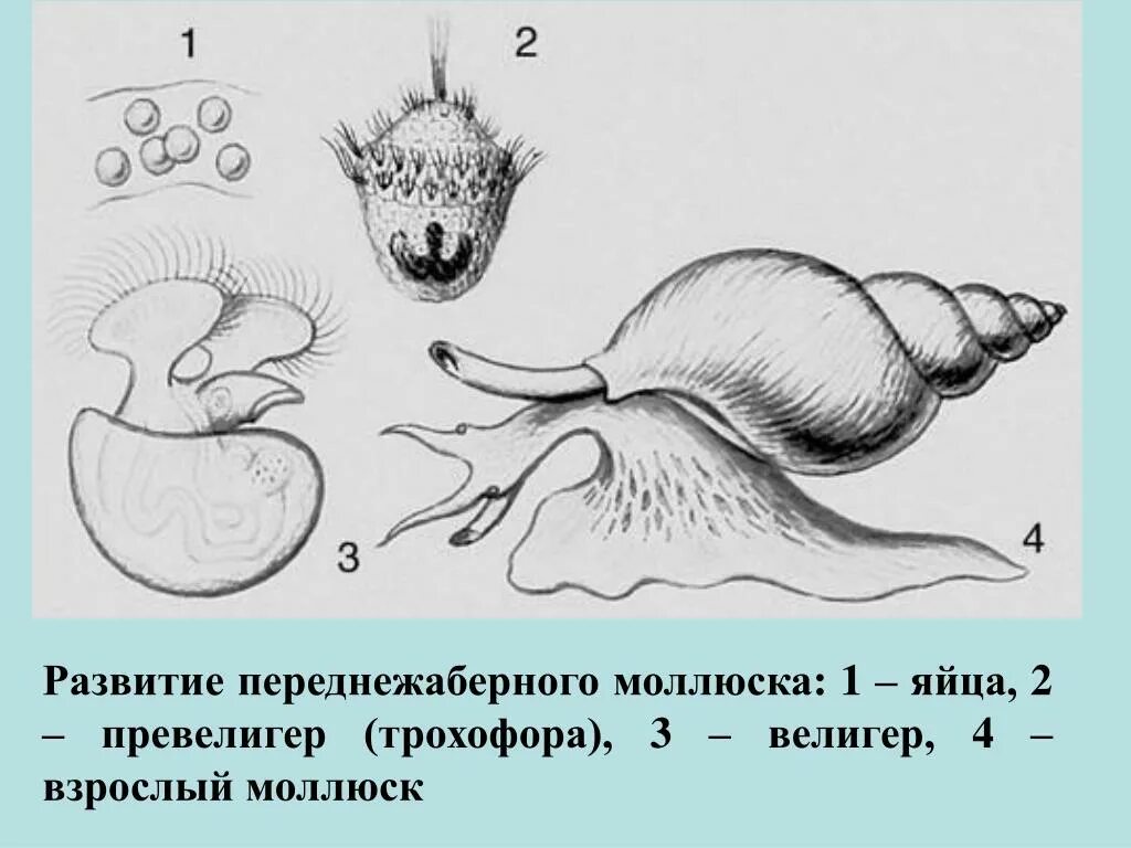 Велигер брюхоногого моллюска. Личинка брюхоногого моллюска. Метаморфоз брюхоногих моллюсков. Жизненный цикл развития брюхоногих моллюсков. Цикл прудовика