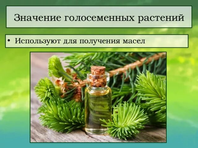 Какое значение голосеменных в природе назовите одно. Отдел голосеменные значение. коллаж на тему &quot;голосеменные растения&quot;.. использование голосеменных растений.