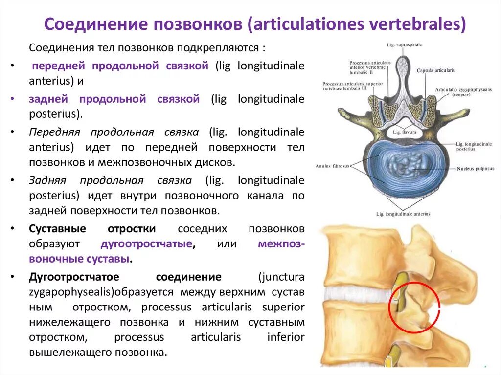 Типы соединения поясничного отдела