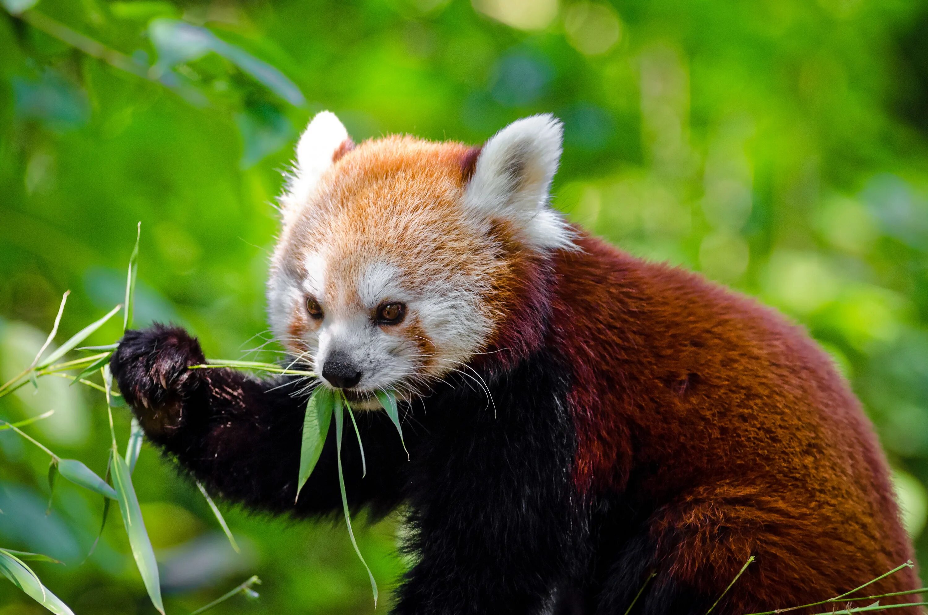 Красноухая панда. The red panda. Красная панда фото. Красная панда малая панда. Малая (красная, рыжая, енотовидная) панда.