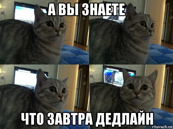 Завтра будет завтра. Завтра будет завтра. Включи что будет завтра. Мем с котами про учебу. Фразы завтра новый день.