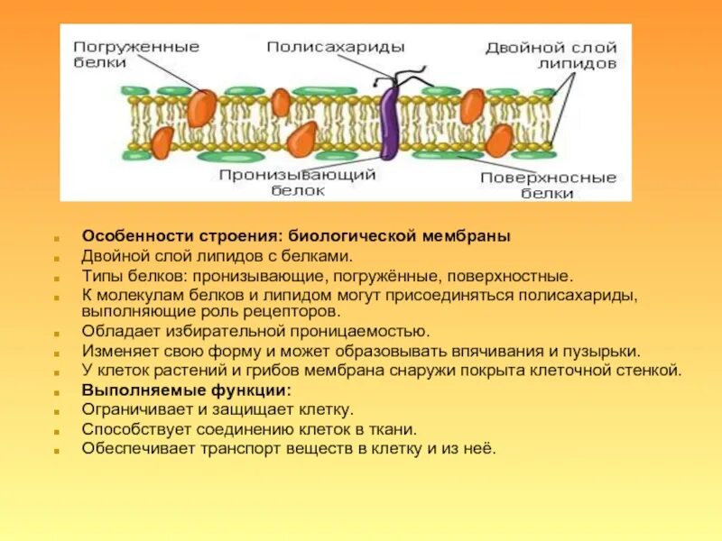 Какие функции выполняют белки мембран. Клеточная мембрана биологические структуры. Функции липидного слоя в мембране клетки. Погруженные белки мембраны функции. Строение и функции мембранных липидов и белков.