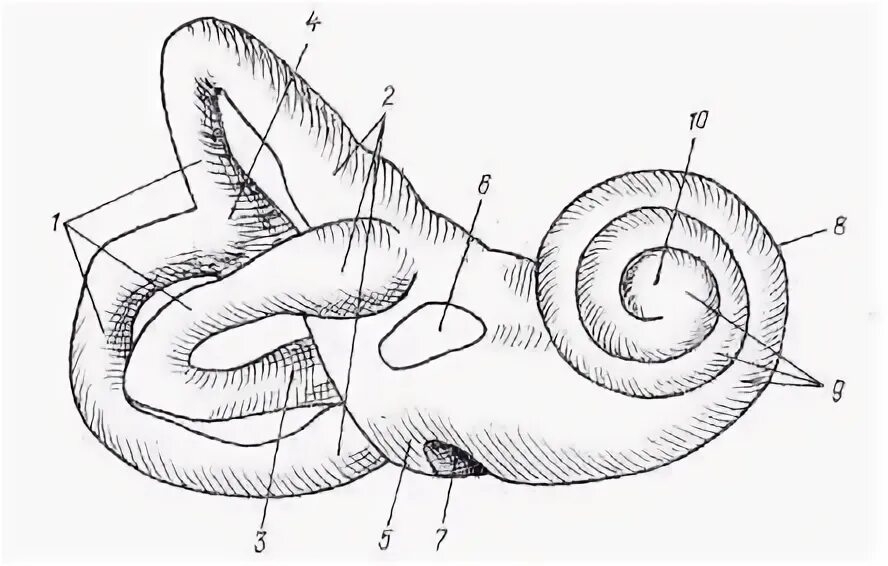 Строение костного Лабиринта внутреннего уха. Анатомия улитки внутреннего уха. Строение улитки уха. Строение улитки внутреннего уха. 3 отдела улитки