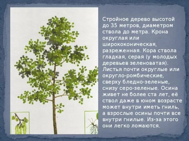 Ее стволы стали зеленовато серыми найдите слово. Стройное дерево. Дерево 30 метров в высоту. Дерево с листьями наверху. Изящный ствол дерева.