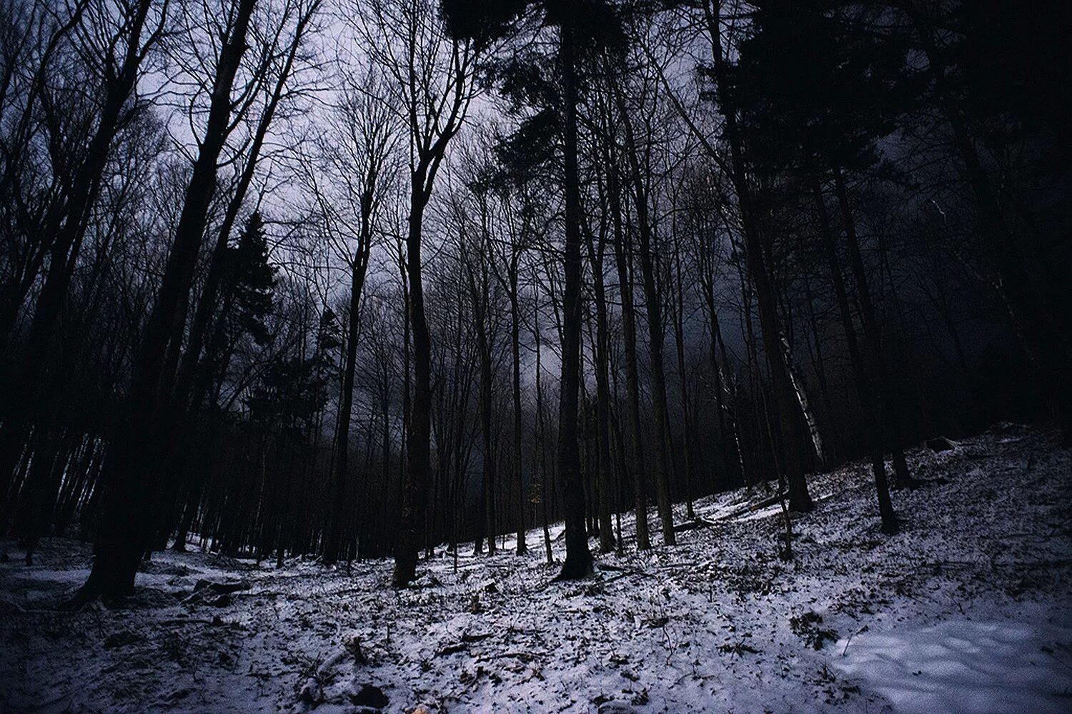 Мрачный снег. Дарк Винтер. Темный лес the Woods 2005. Мрачный зимний лес. Страшный зимний лес.