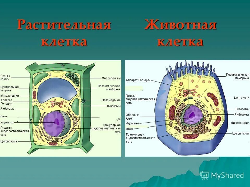 Строение животного и растительной клетки 5 класс. Сравнение клетки животного и клетки растения цитоплазма. Строение живой и растительной клетки. Строение растительной клетки структура клетки.