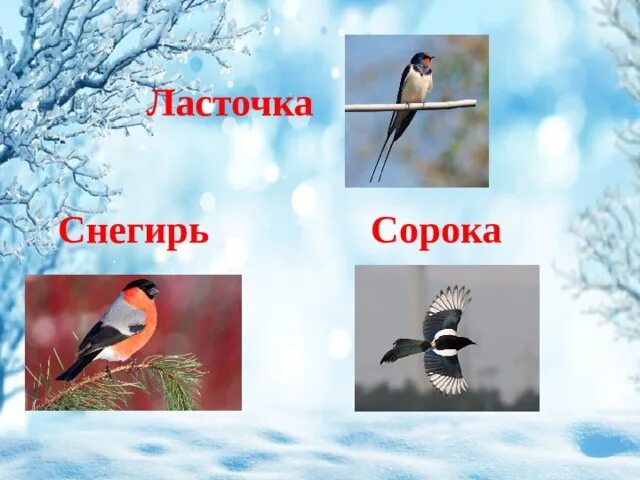Ласточка готовится к зиме 2 класс. Как ласточка готовится к зиме 2 класс окружающий мир. Птицы готовятся к зиме. Приспособление ласточки к зиме. Птица которая впадает в спячку зимой.
