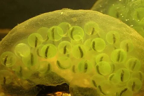Круглая зеленая водоросль