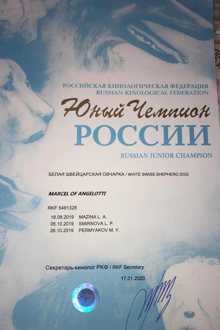 юный чемпион россии у собак. сертификат чемпион россии собак. юный чемпион. юный чемпион. юный гранд чемпион ркф.