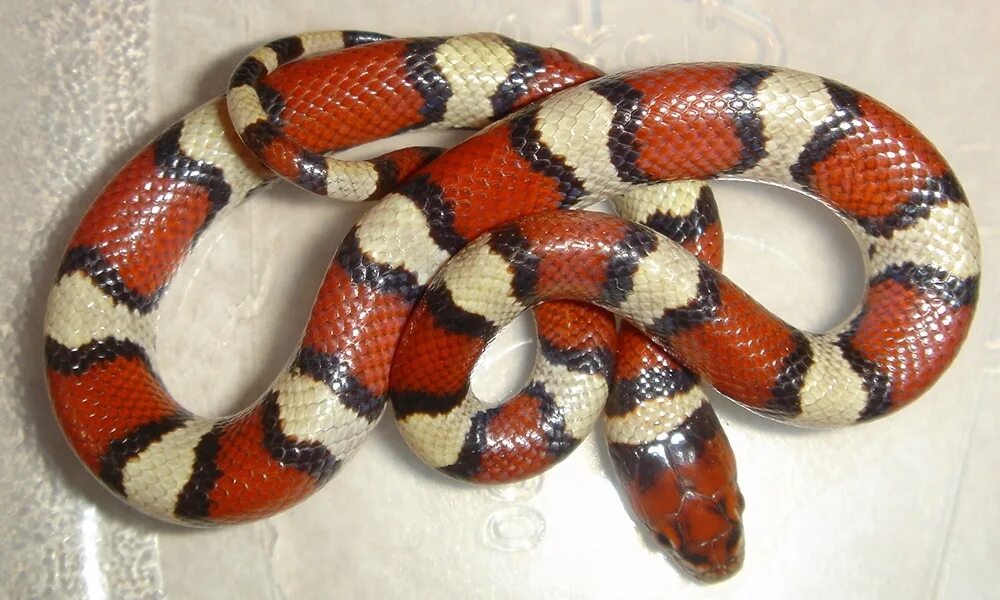 Черно красно белые змеи. Молочная змея Lampropeltis Triangulum. Королевская змея (Lampropeltis). Аспид молочная змея Мимикрия. Мексиканская молочная змея Мимикрия.