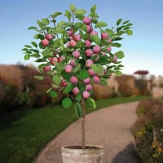 Плодовые деревья кустами