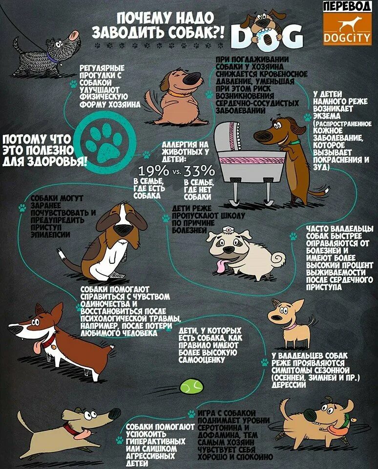Инфографика собаки. Причины быть собакой. Инфографики про животных. Домашние животные советы. Что надо купить собаке