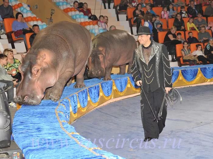 развитие цирка в россии. слоник из цирка. слоны в астрахани. медвежий цирк валентина филатова. карнавал слонов в цирке в астрахани.