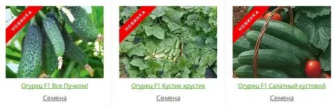 Огурцы семенами в открытый грунт мае 2024