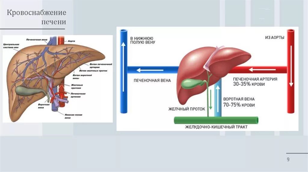 Система для печени. Кровообращение печени анатомия схема. Система циркуляции крови в печени. Строение сосудистой системы печени. Кровоснабжение печени система приносящих сосудов.