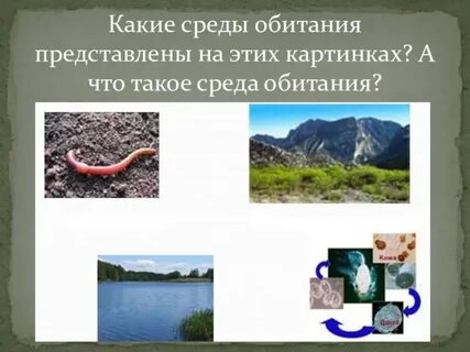 Среда обитания ели 5 класс биология
