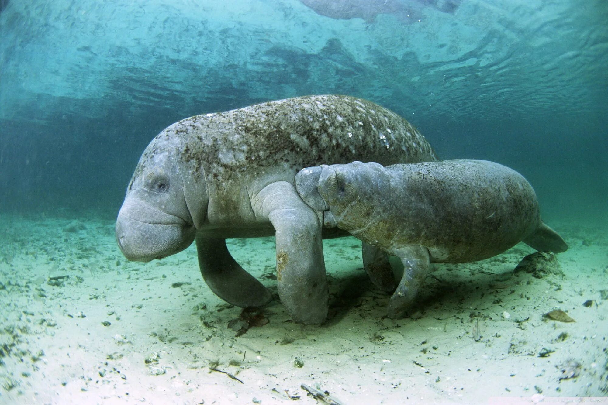 Дюгонь морская корова. Ламантин морская корова. Ламантин и Дюгонь. Стеллерова морская корова. Дикое морское животное