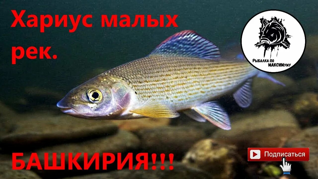Хариус в башкирии. Стая хариуса. рыбы башкирии.