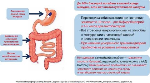 Среда в толстом кишечнике