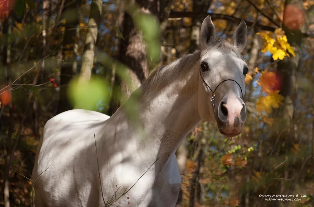 Лошадь в листве. Лошадь осень. Лошадь гуляет.