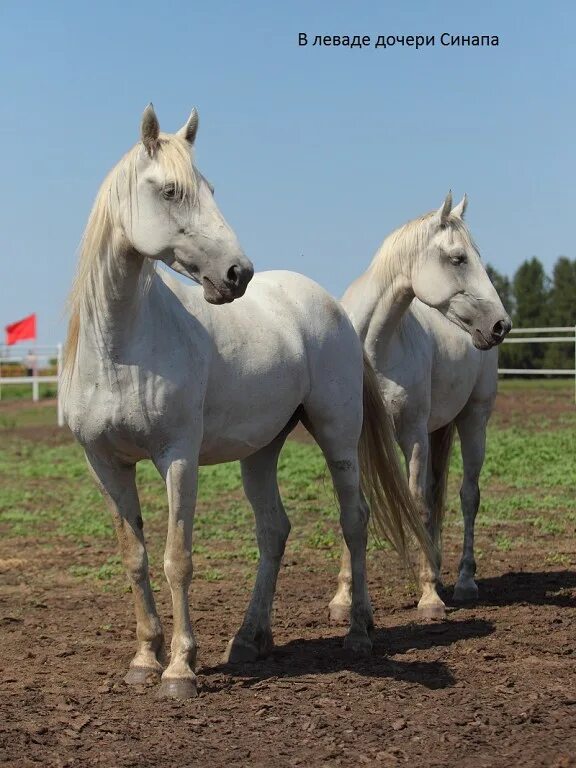 Продажа лошадей тамбовская. Новотомниковский конный завод. Новотомниково конезавод. Новотомниковский конезавод Тамбовская область. Новотомниковский рысак.