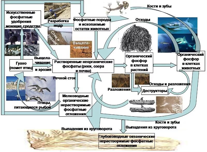 Фосфор в почве для растений. Круговорот фосфора в природе. основные закономерности устойчивости живой природы. основные законы живой природы. основные законы устойчивости живой природы биоразнообразие.
