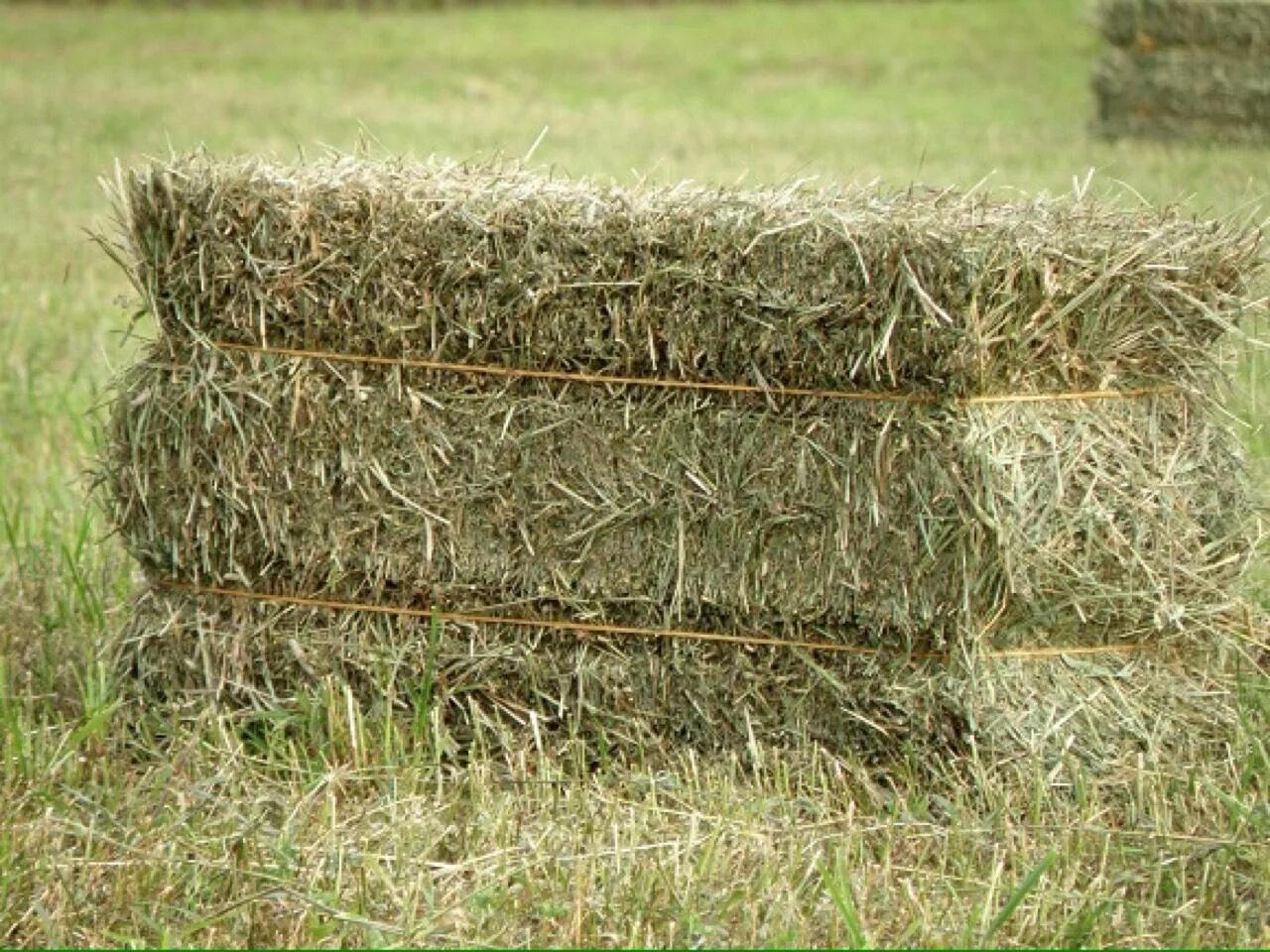 соломенные тюки. сено в квадратных тюках. квадратное сено. сено (клевер+люцерна) 1 тюк. солома пшеничная тюк (20 кг).